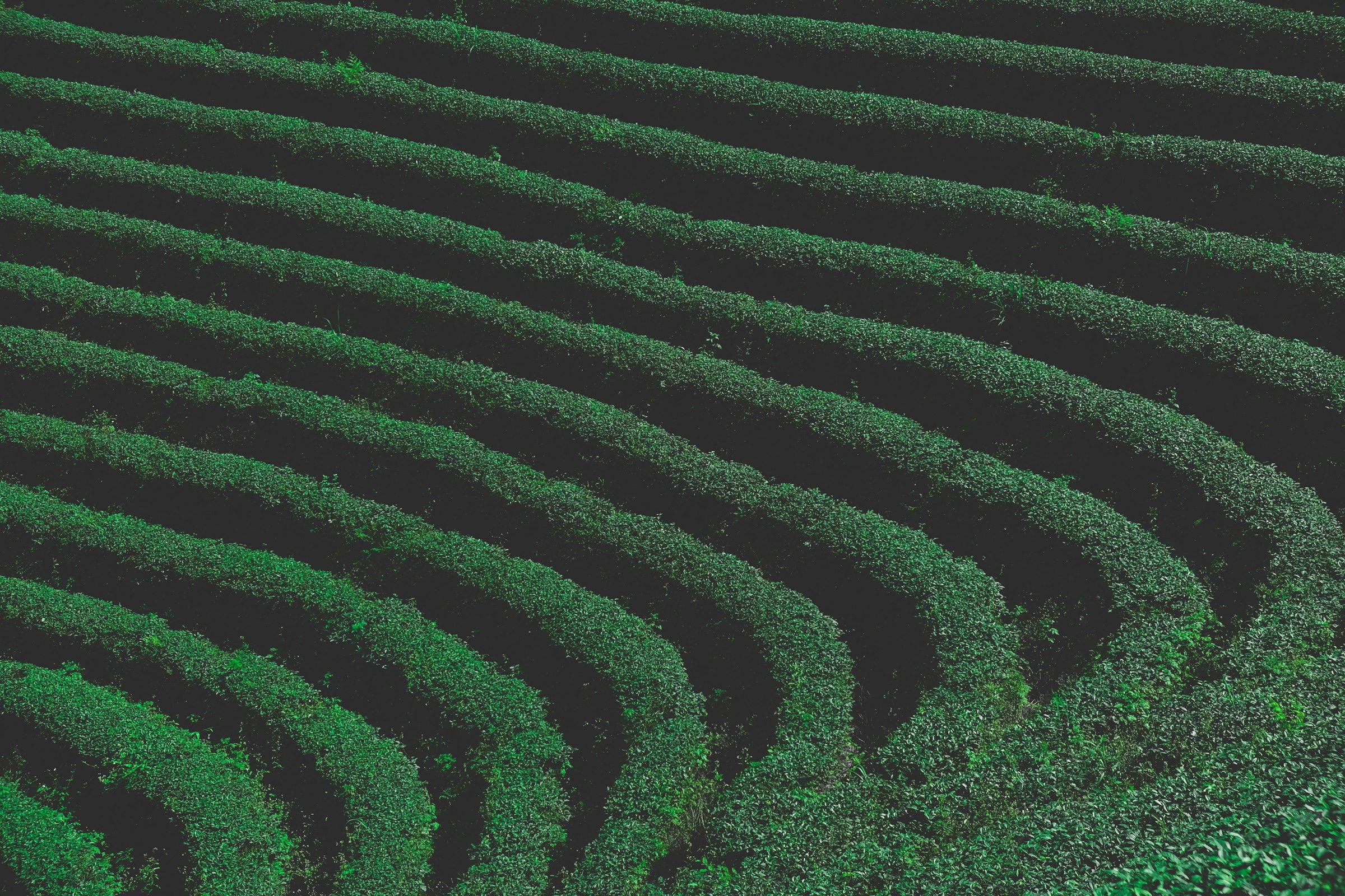 Terraced rows of a green tea field seen from above